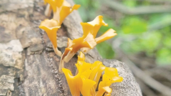 Rare fungi cultivation experiments in Dhofar