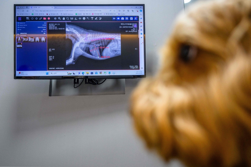 Mozzi, a goldendoodle dog, sitting near a monitor showing its x ray results 