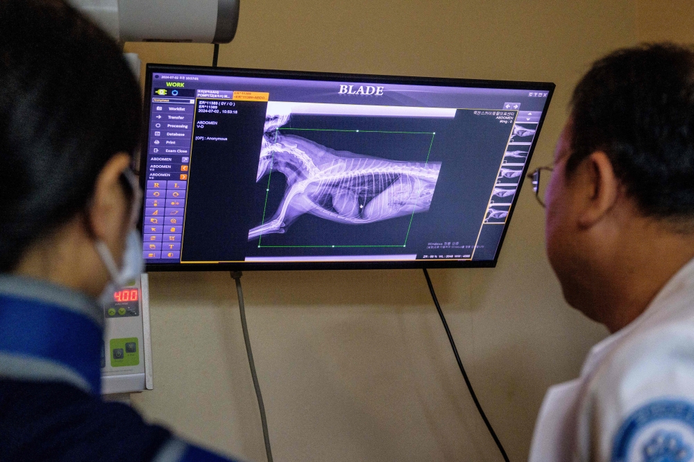Oh I-se, vet and CEO of Sky Animal Medical Group, and an assistant looking at an x ray of goldendoodle Mozzi before using the 'X Caliber' software 
