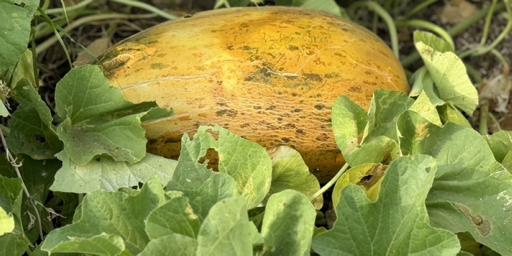 The Omani watermelon retains its green outer colour even when ripe, and has a less sweet taste compared to other types.