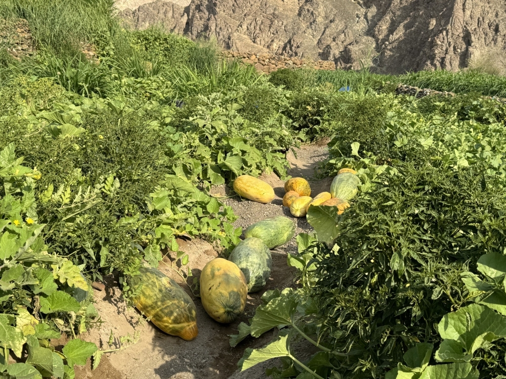 The Omani watermelon retains its green outer colour even when ripe, and has a less sweet taste compared to other types.