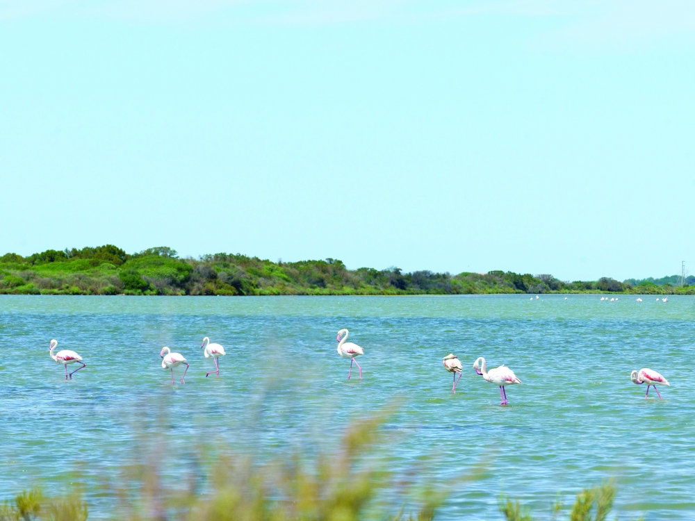 Flamingos, which get their pinkish hue from eating the same microscopic shrimp that turn the salt pans pink, near the town of Aigues-Mortes, in the Camargue region of France, July 7, 2024. (Alex Cretey-Systermans/The New York Times)