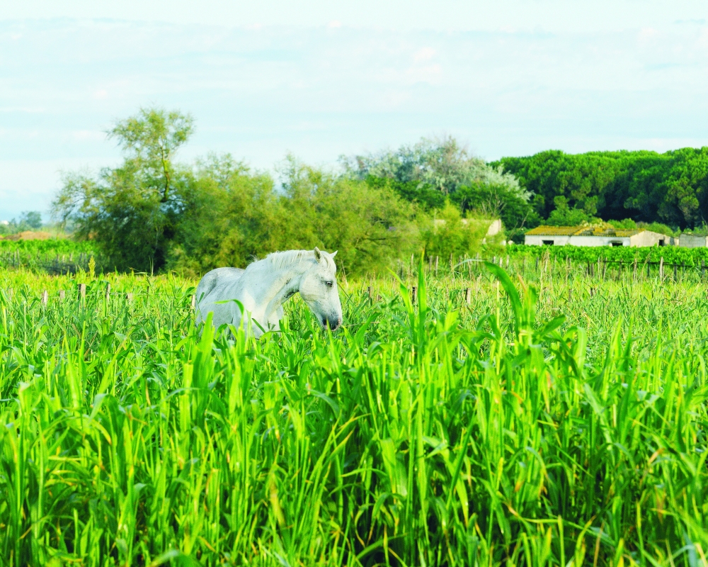 One of the Camargue region’s distinctive ivory horses, near the town of Aigues-Mortes, July 7, 2024. (Alex Cretey-Systermans/The New York Times)