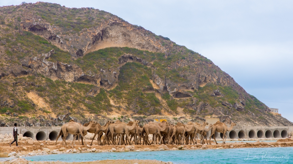 Camels on a walk in Salalah