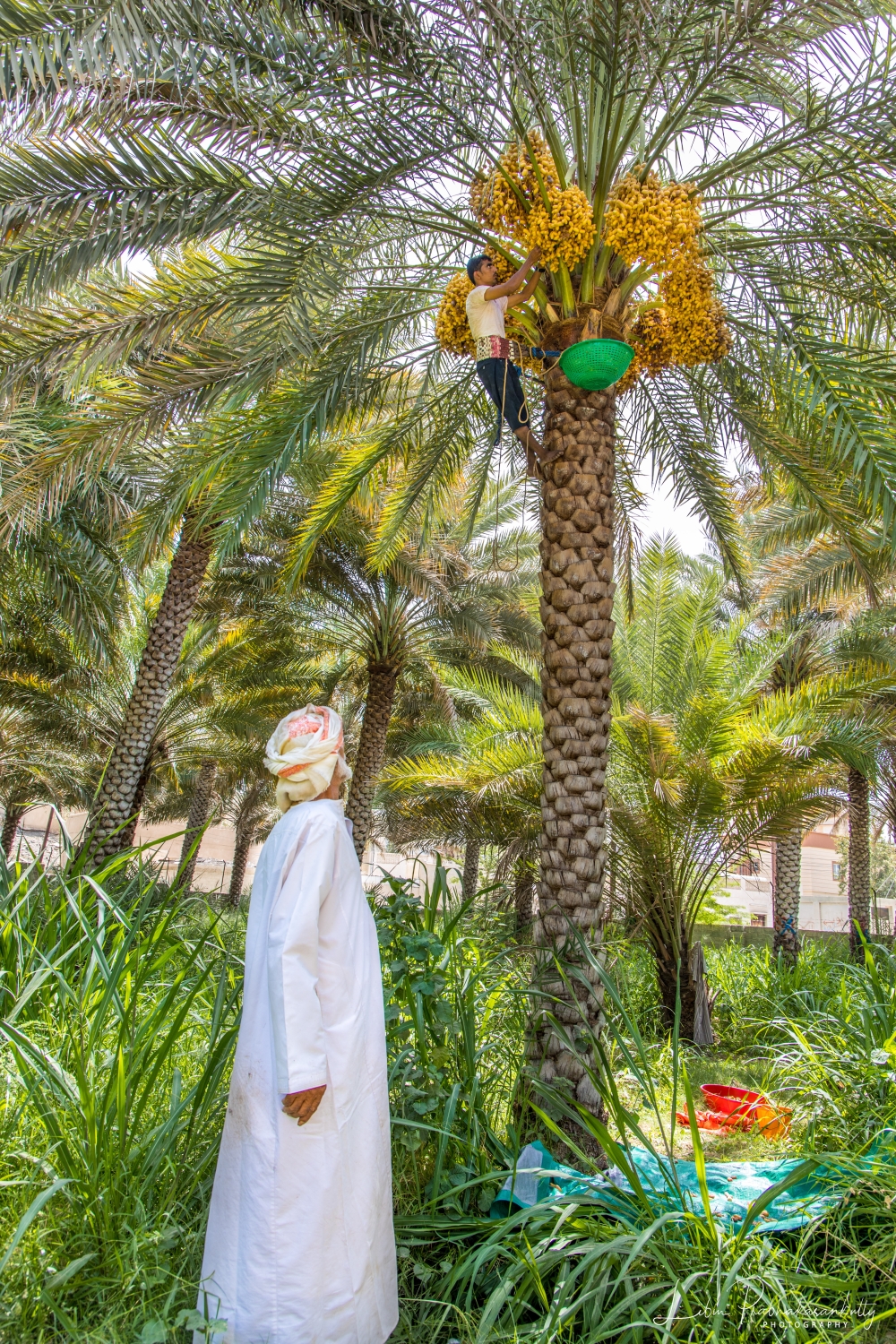 Dates harvesting at Bidbid farm
