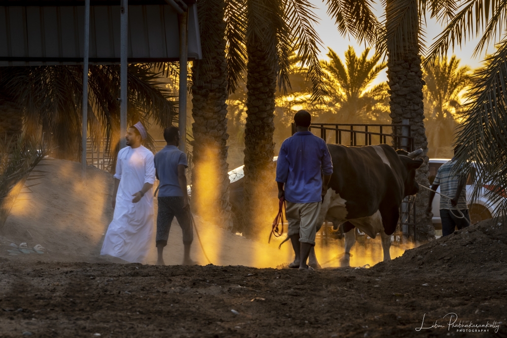 Use of chiaroscuro to enhance the subject in the Barka bull fight at dusk