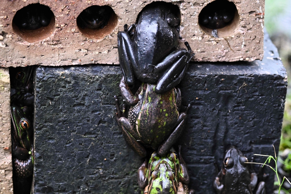 This picture taken on August 13, 2024 shows green and golden frogs, endangered species, huddling up inside a sauna at the research center of Macquarie University in Sydney.  Hundreds of endangered Green and Golden Bell frogs huddle inside a sauna, protected from Sydney's winter chill. The sauna -– a small greenhouse containing black-painted bricks -- may offer a pleasant warmth, but it is also protecting the frogs from the deadly chytrid fungus that would otherwise drive them to extinction.
 - TO GO WITH: Australia-conservation-frogs, FOCUS by Laura CHUNG
 (Photo by Saeed KHAN / AFP) / TO GO WITH: Australia-conservation-frogs, FOCUS by Laura CHUNG

