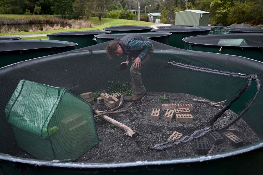 This picture taken on August 13, 2024 shows Macquarie University biologist Anthony Waddle placing bricks inside a sauna to keep the frogs warm against Sydney's winter chill and rain at the research center of Macquarie University in Sydney.  Hundreds of endangered Green and Golden Bell frogs huddle inside a sauna, protected from Sydney's winter chill. The sauna -– a small greenhouse containing black-painted bricks -- may offer a pleasant warmth, but it is also protecting the frogs from the deadly chytrid fungus that would otherwise drive them to extinction.
 - TO GO WITH: Australia-conservation-frogs, FOCUS by Laura CHUNG
 (Photo by Saeed KHAN / AFP) / TO GO WITH: Australia-conservation-frogs, FOCUS by Laura CHUNG

