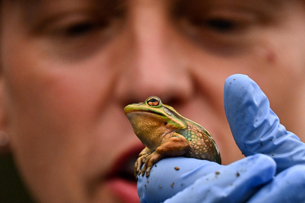 This picture taken on August 13, 2024 shows Macquarie University biologist Anthony Waddle holding a green and golden bell frog, an endangered specie, at the research center of Macquarie University in Sydney.  Hundreds of endangered Green and Golden Bell frogs huddle inside a sauna, protected from Sydney's winter chill. The sauna -– a small greenhouse containing black-painted bricks -- may offer a pleasant warmth, but it is also protecting the frogs from the deadly chytrid fungus that would otherwise drive them to extinction.
 - TO GO WITH: Australia-conservation-frogs, FOCUS by Laura CHUNG
 (Photo by Saeed KHAN / AFP) / TO GO WITH: Australia-conservation-frogs, FOCUS by Laura CHUNG

