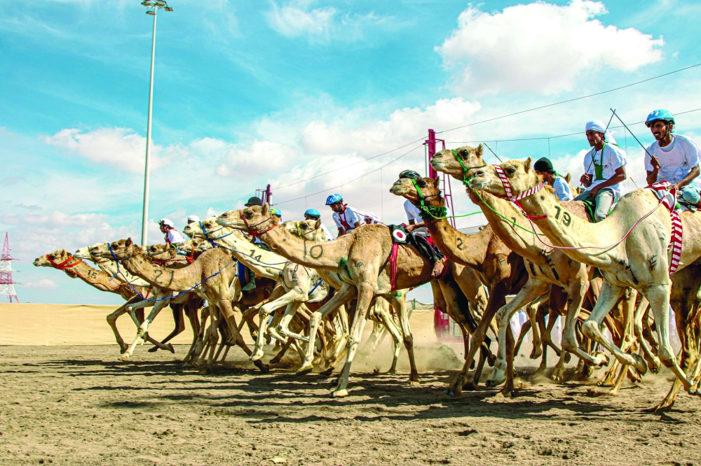 OCRF unveils 22nd edition of annual camel races