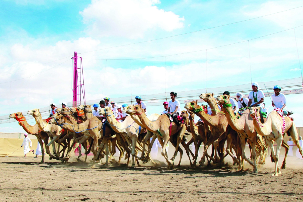 OCRF unveils 22nd edition of annual camel races