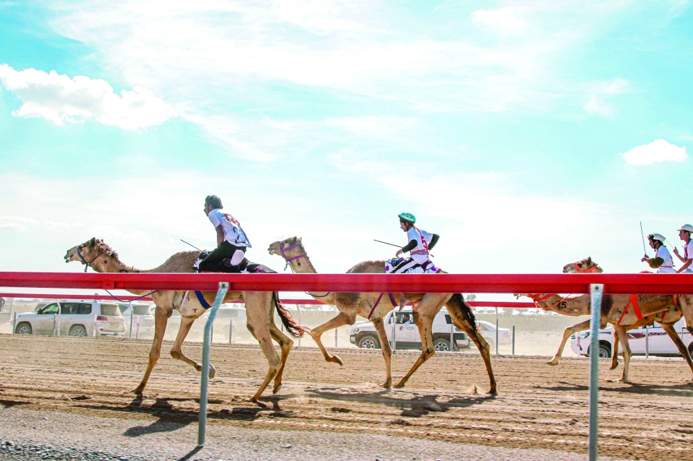 OCRF unveils 22nd edition of annual camel races