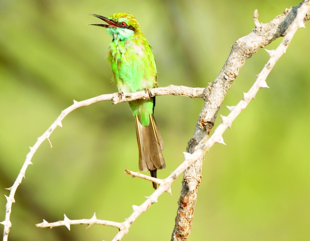 Bee-eater
