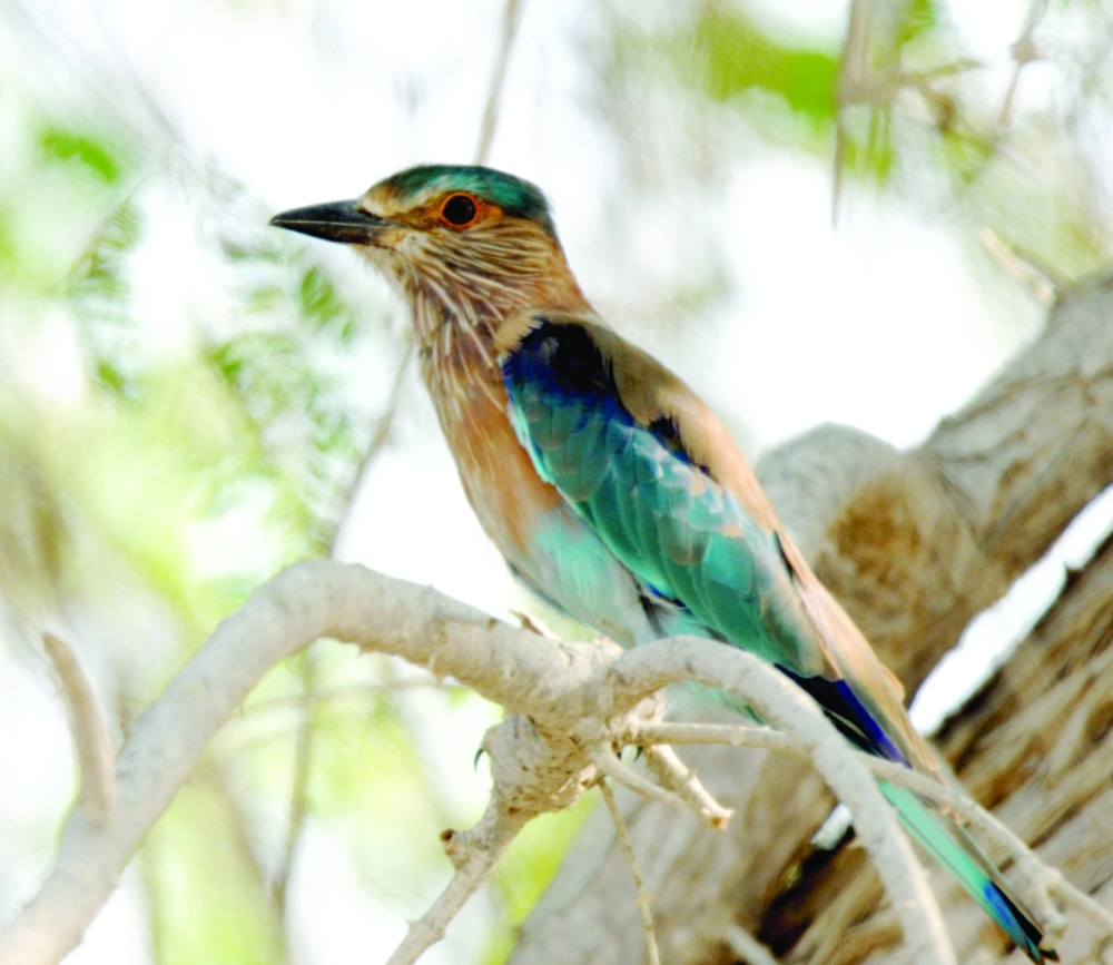 Indian roller