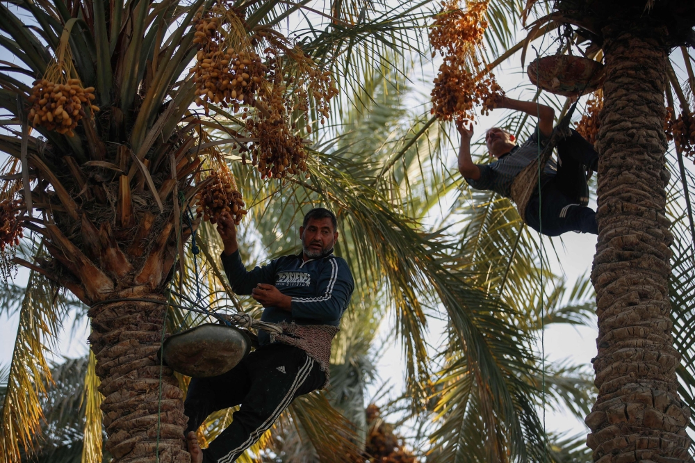 Iraqi farmers climb palm trees during date harvest season in a field in Janjah village in Iraq's Al-Qasim district south of Babylon on September 4, 2024. Iraq in 2023 exported nearly 650.000 tons of dates, the Minstry of Agriculture said, currently making the fruit the country's second top export good after oil, bringing in more than 120 million USD yearly according to the World Bank. (Photo by AHMAD AL-RUBAYE / AFP)

