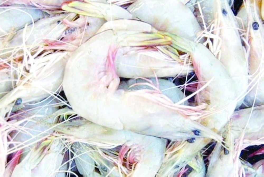 Shrimp plays a key role in boosting national income and strengthening the local economy