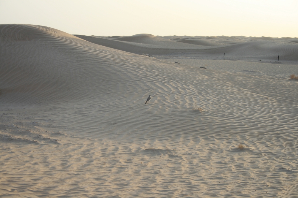 Special packages to meet the expectations of tourists. 