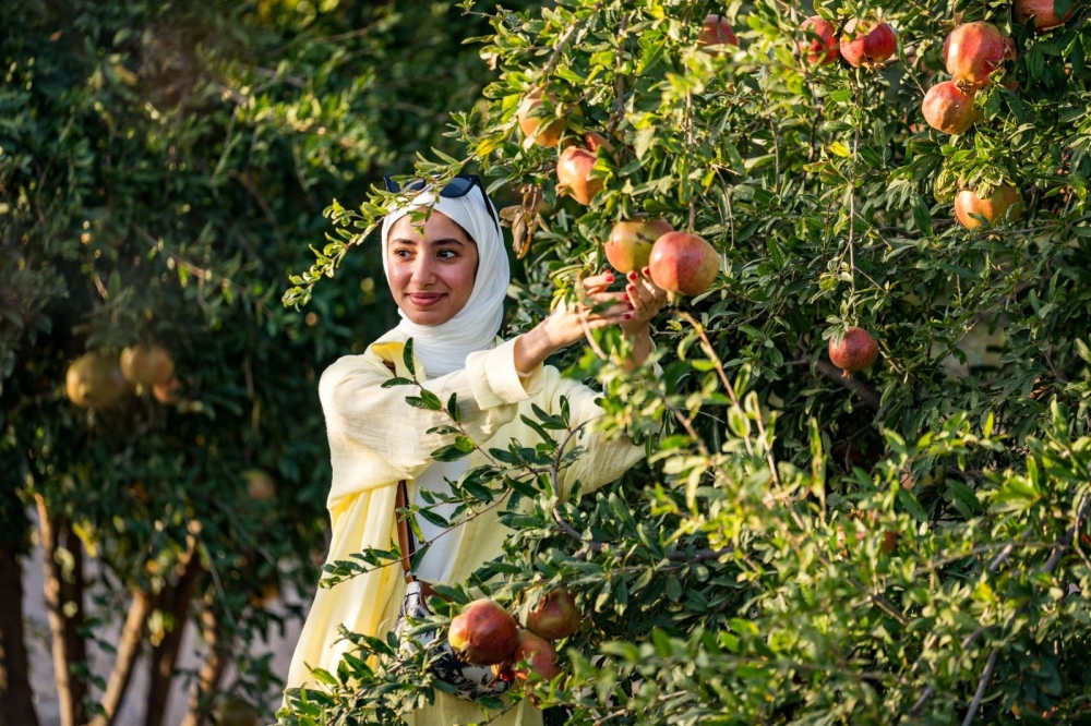 Pomegranate harvest festival begins 
