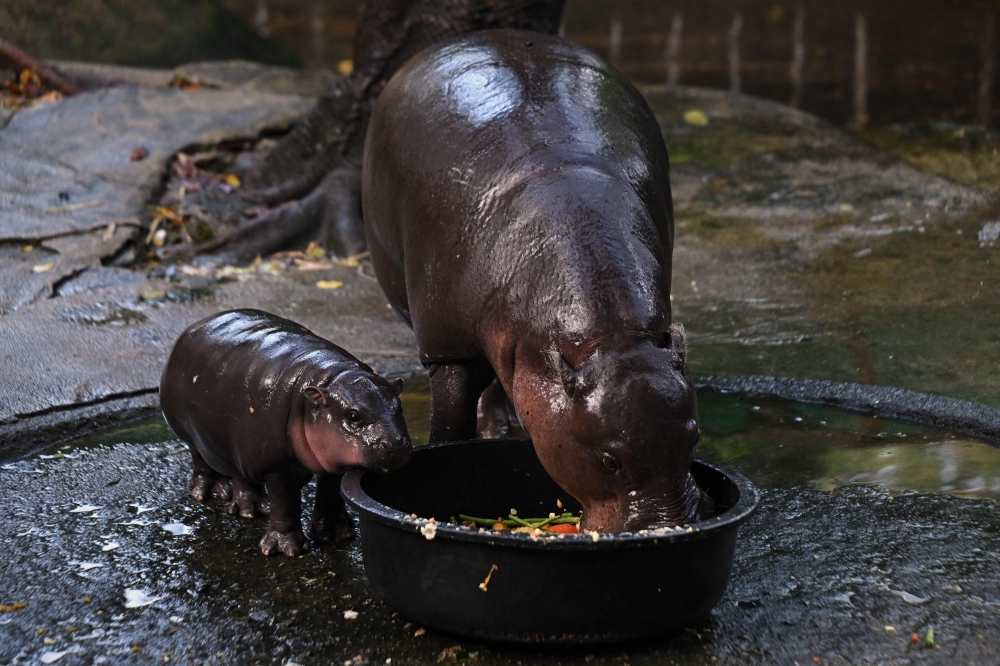 Moo Deng, a two-month-old female pygmy hippo who has recently become a viral internet sensation, watches her mother Jona, 25, eating at Khao Kheow Open Zoo in Chonburi province on September 15, 2024. (Photo by Lillian SUWANRUMPHA / AFP)

