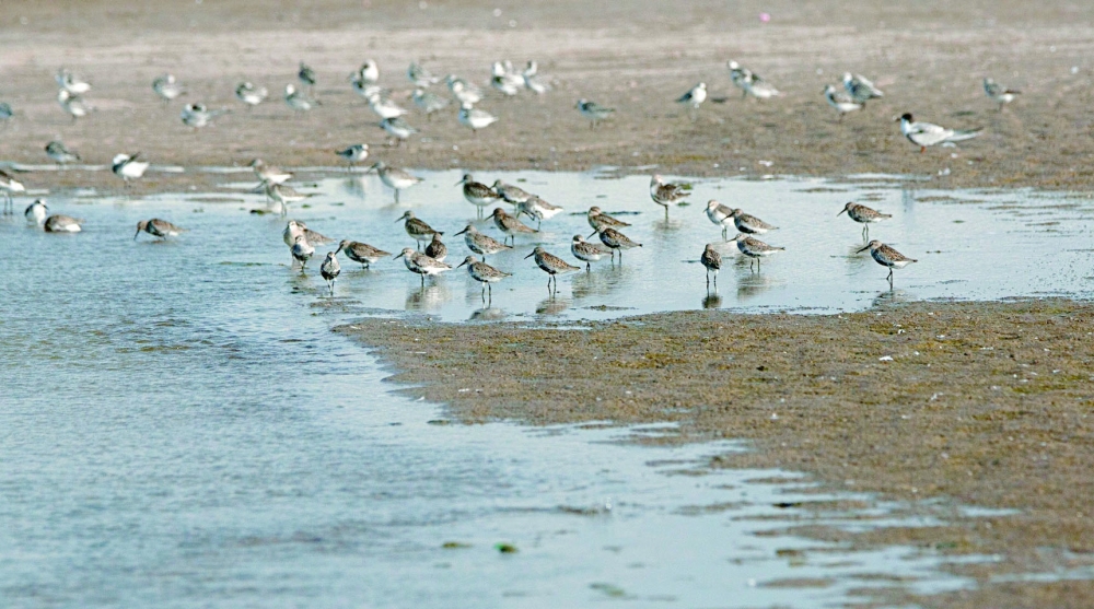 Grey Plover is found in large numbers especially in in Bar Al Hikman and Masirah Island