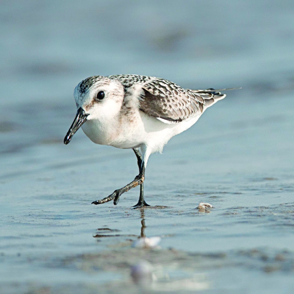 Oman a safe haven for Grey Plover