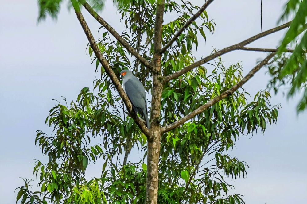 Hawk-eyed photographer snaps threatened bird feared lost