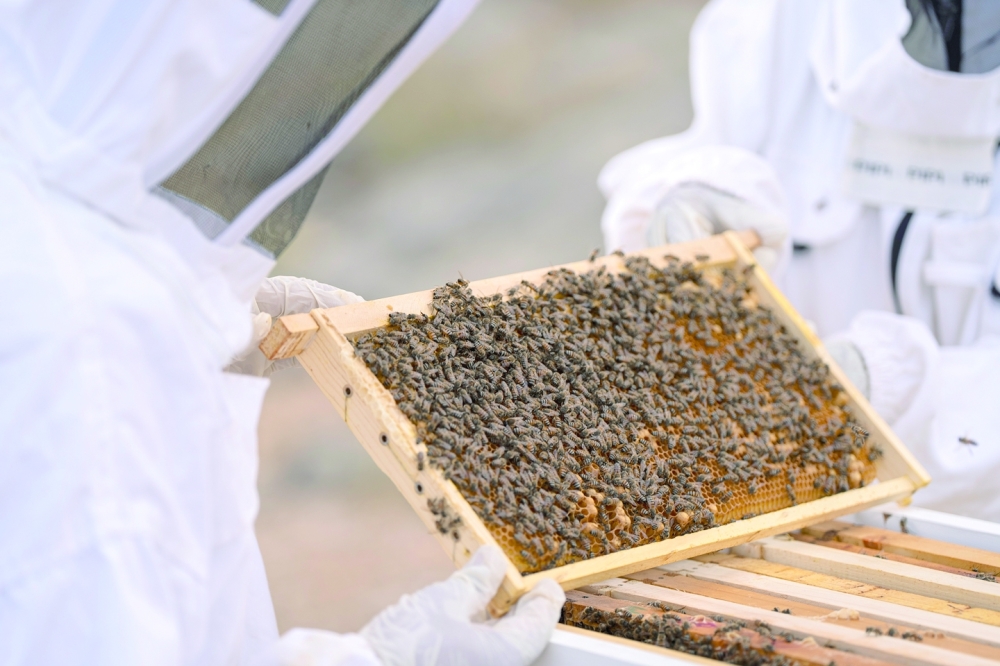 Why a luxury car company is making Omani bees their business
