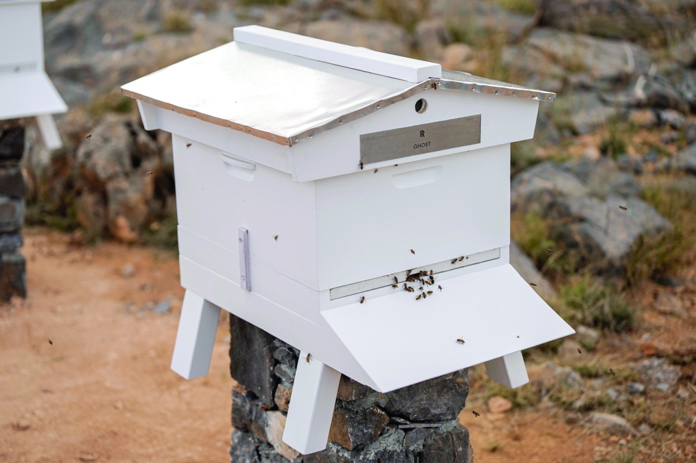 Why a luxury car company is making Omani bees their business