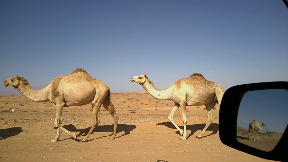 Camels on way to Salalah