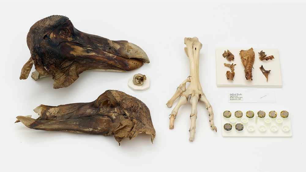 The only known flesh and bone specimen remaining of the dodo, on display at Oxford University. 