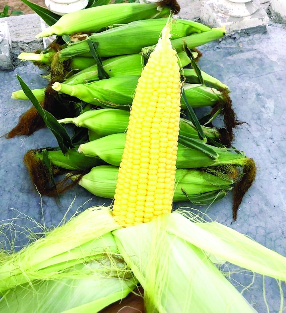 Due to the seasonal agricultural harvest in the mountainous and plain areas activities flourish among farmers.