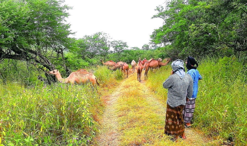 Camel owners in the mountains move their camels in groups from the plains to pastures 
