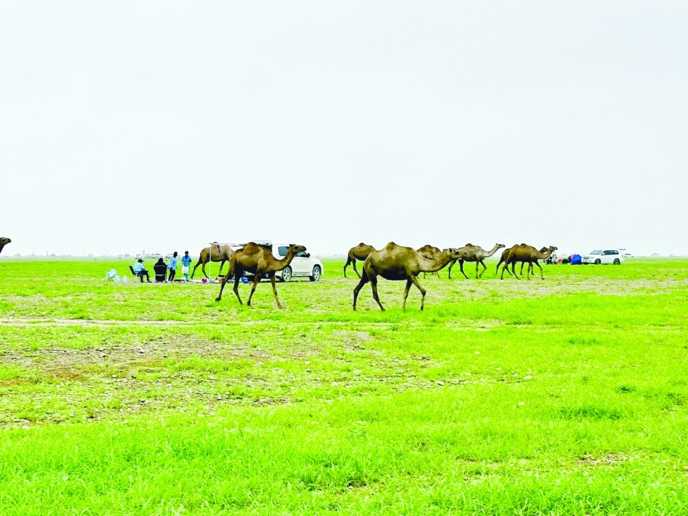 The lush, green landscape that emerges in Salalah during the khareef season often draws comparisons to Switzerland's serene, mountainous terrain.