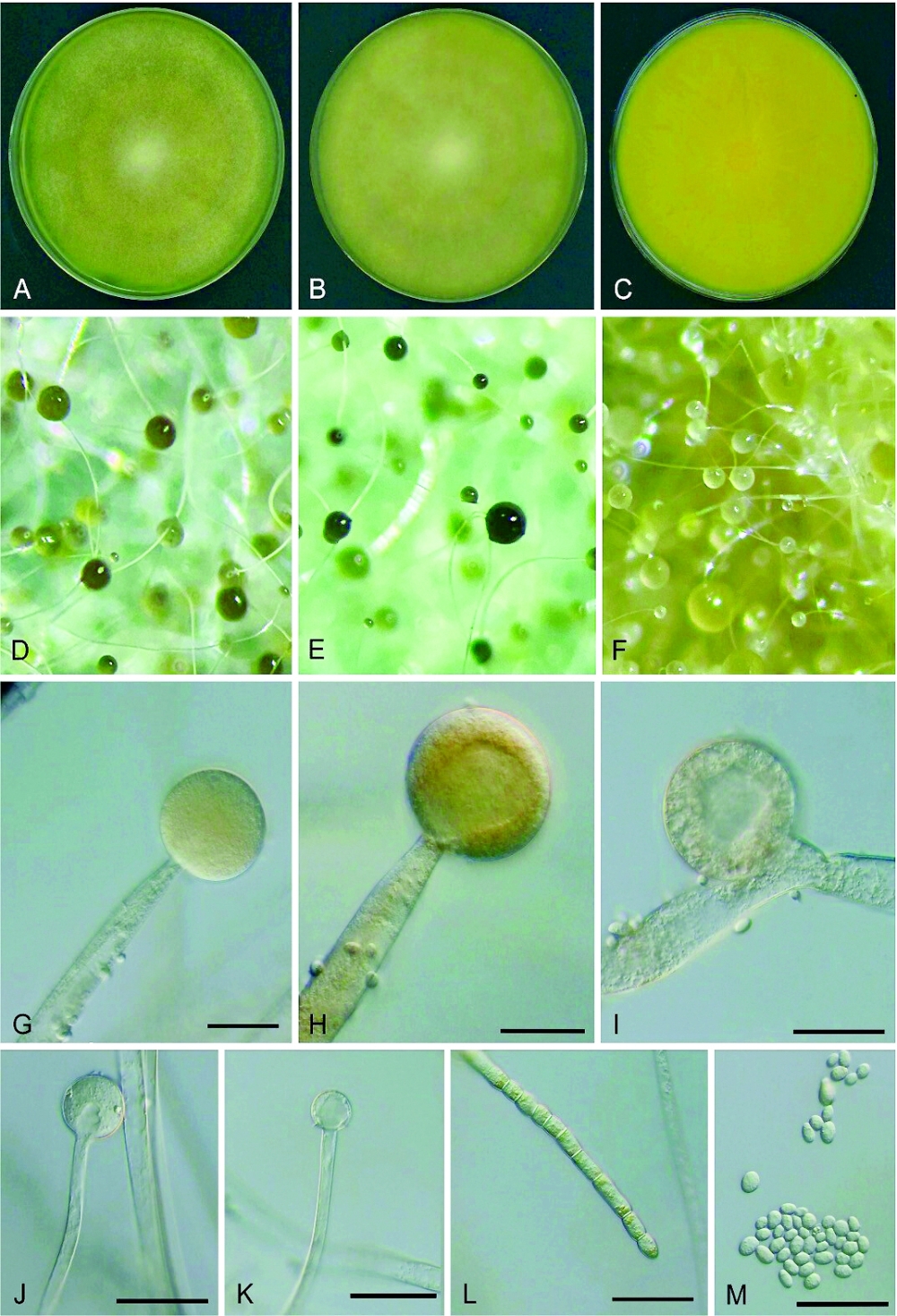 University of Nizwa discovers new dimorphic medicinal fungus