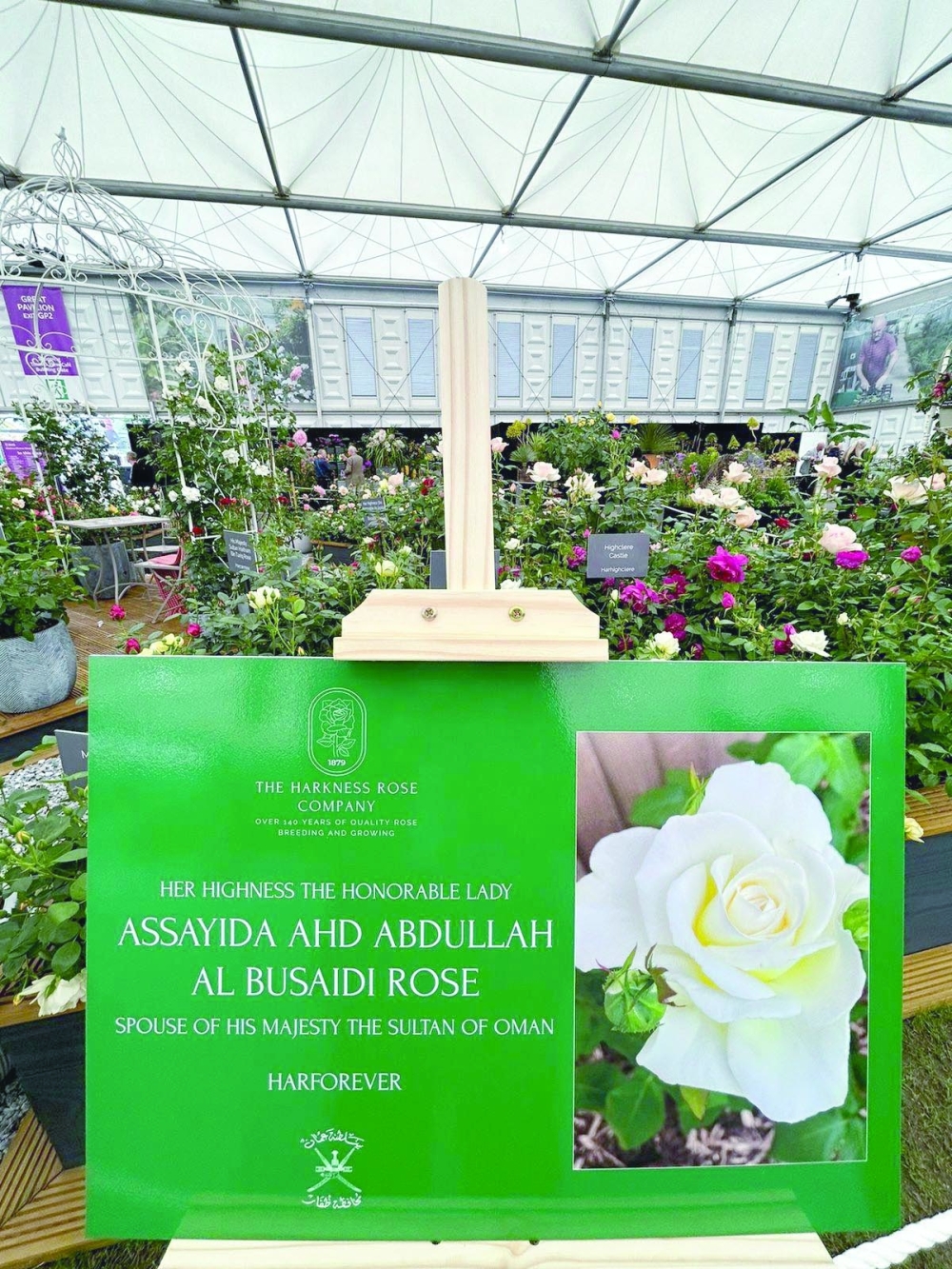 Royal Blooms: The Tradition of Naming Roses After Oman Royalties