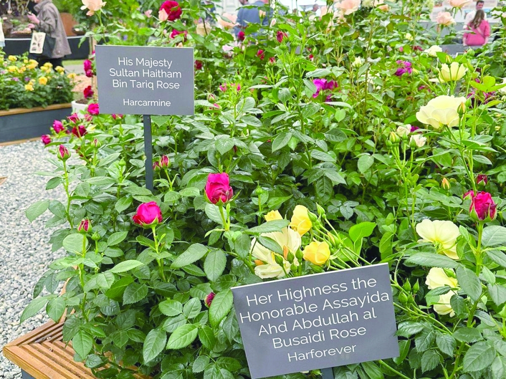 Royal Blooms: The Tradition of Naming Roses After Oman Royalties