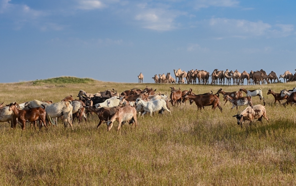 Shepherds and livestock breeders from the mountains await the commencement of pastoral and agricultural activities, steeped in traditional arts and customs