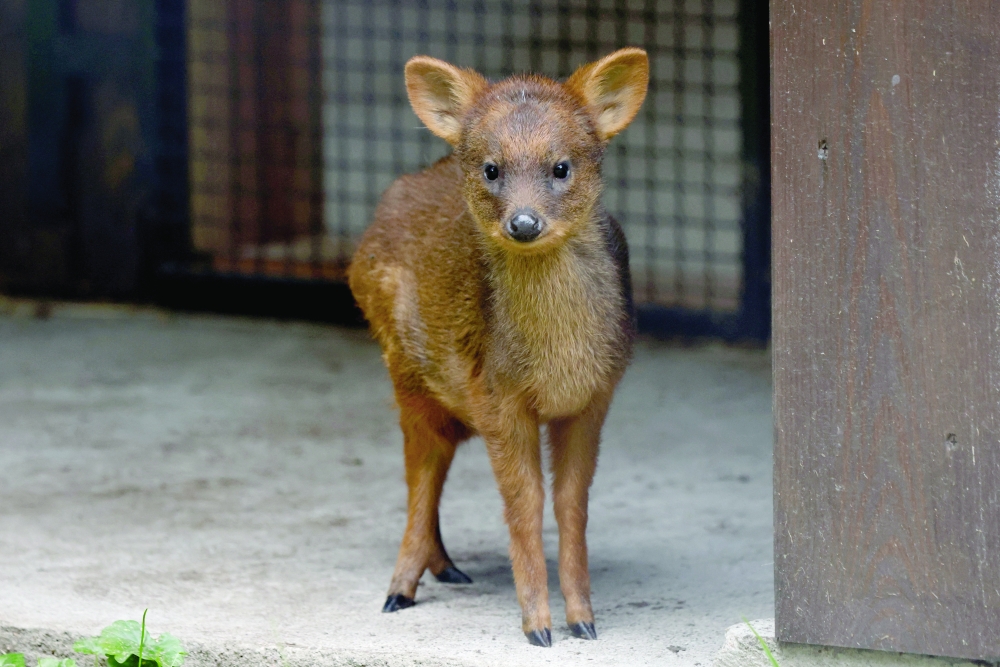 A newborn pudu, the world's second smallest deer species, looks on at the zoo in Warsaw, Poland, September 26, 2024.