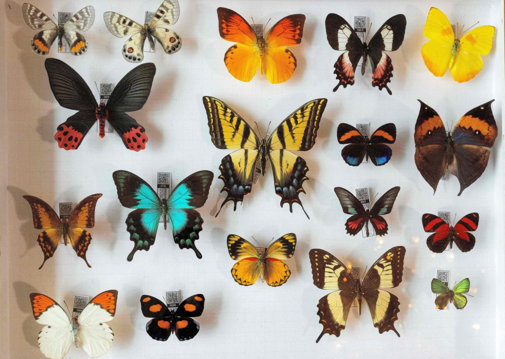 A general view of John McArthur's Indonesian butterfly collection at his house in Karoriv
