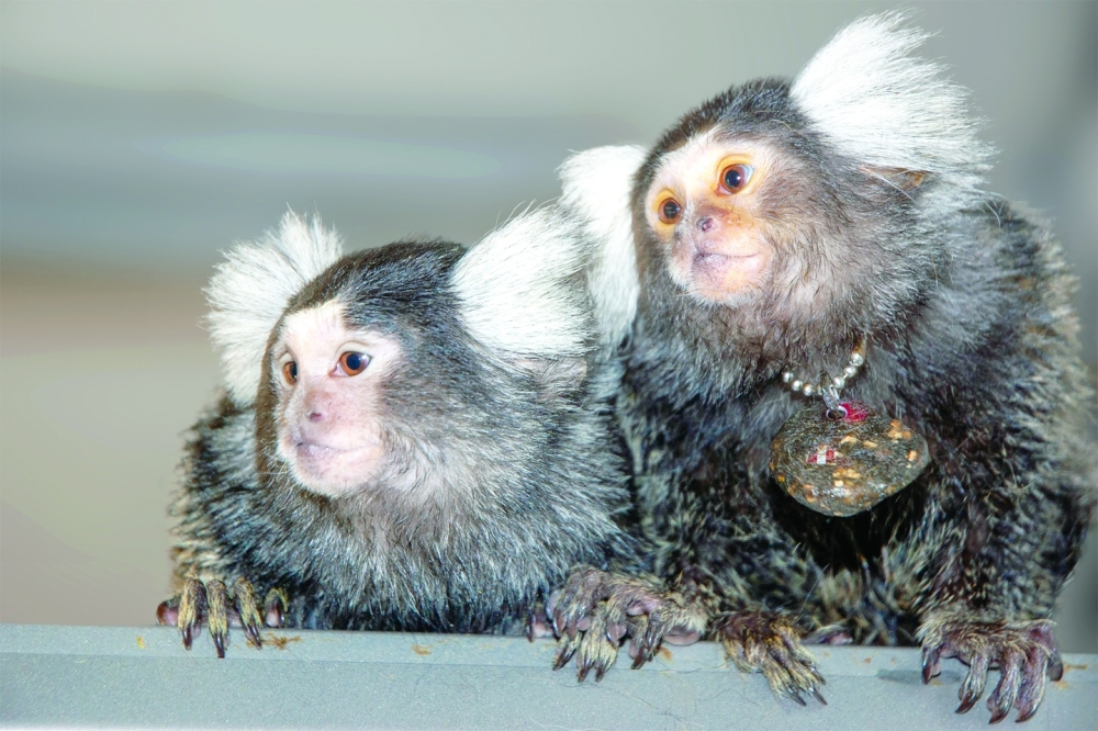 Bhumi and Belle, mother and daughter marmosets, in the lab of David Omer, a neuroscientist at the Hebrew University of Jerusalem. 