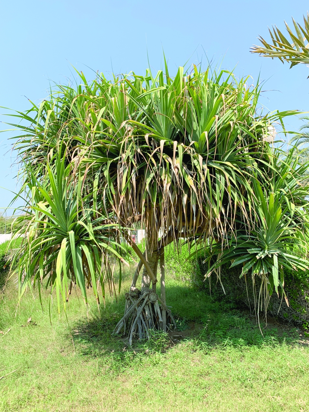 Fragrant Al Kadhi faces revival after near extinction