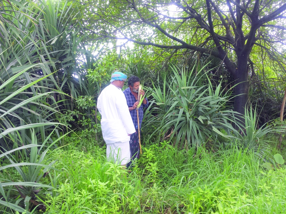 Fragrant Al Kadhi faces revival after near extinction