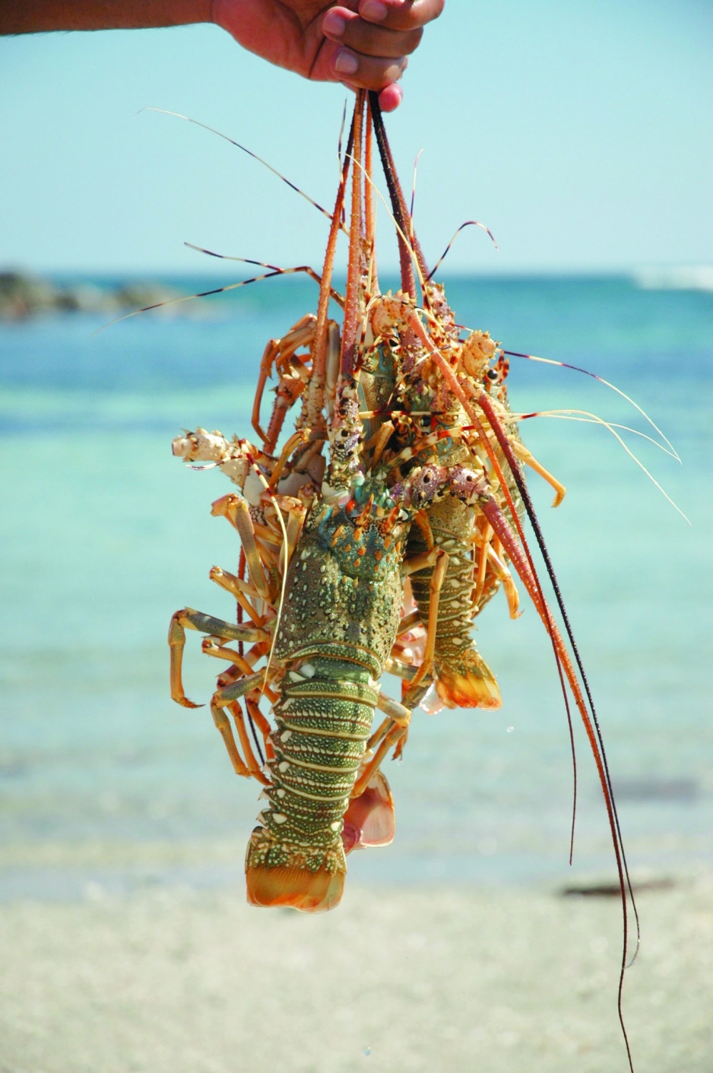 Lobster fishing season from Oct 1