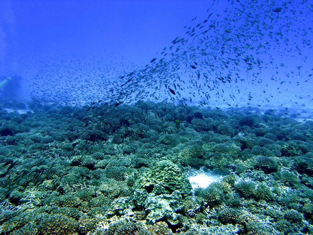 Dimaniyyat Islands Nature Reserve 