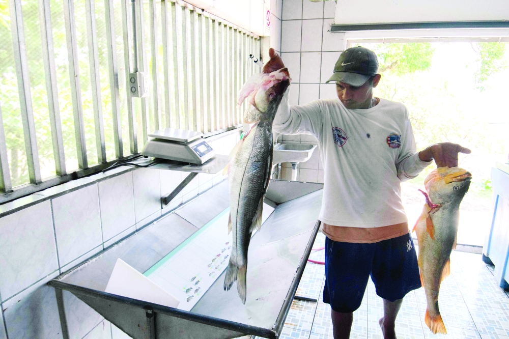 Carpe diem: the Costa Rican women turning fish into fashion