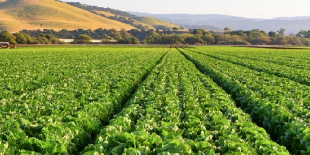 There are clear opportunities to expand its role as a regional leader in sustainable food production. 