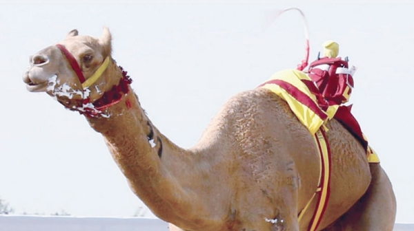 'Nahab’ triumphs on day 3 of Barka Camel Racing