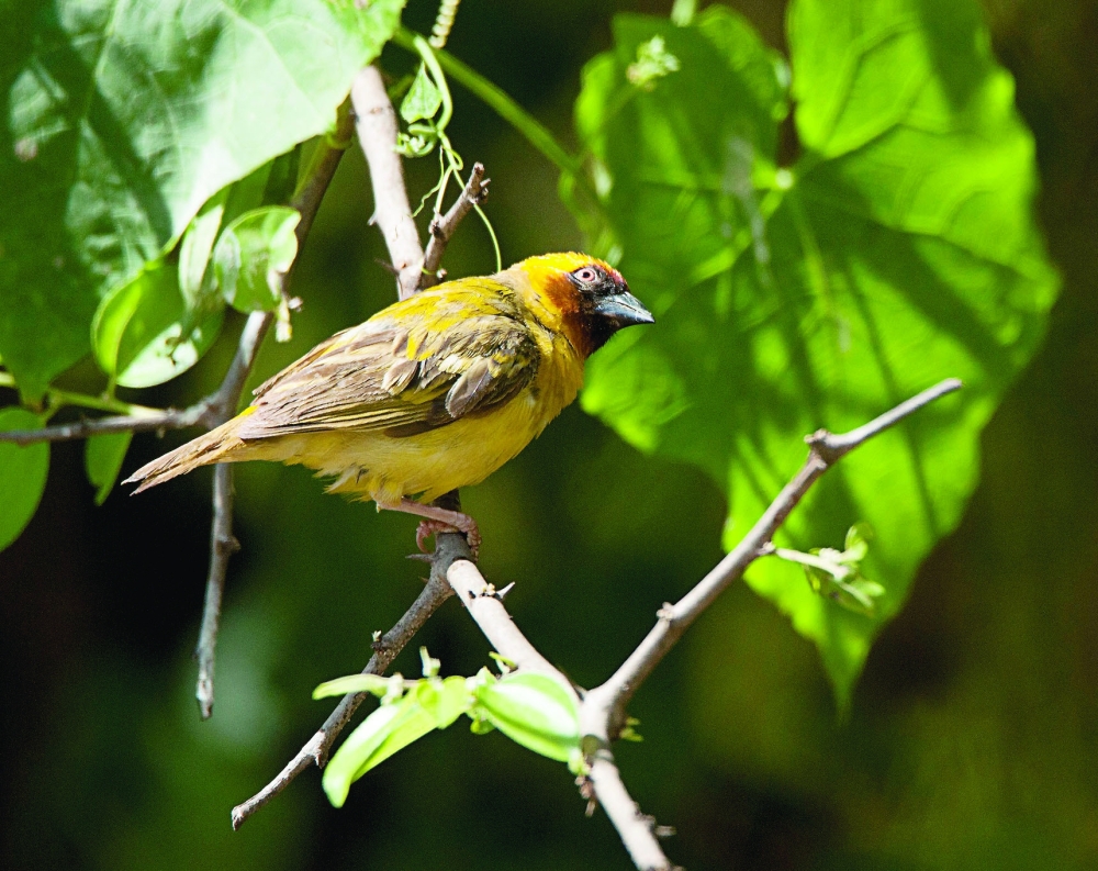The Rüppell's Weaver (Ploceus galbula) is a bird commonly found in the forests and valleys of Dhofar Governorate