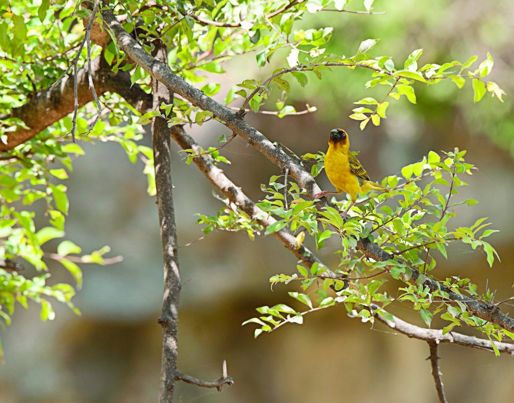 Ruppell’s Weaver adds touch of beauty to ‘Al Sarb’ season