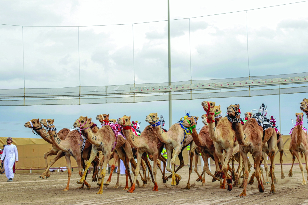 Al Bashayer camel festival to kick off on Feb 10